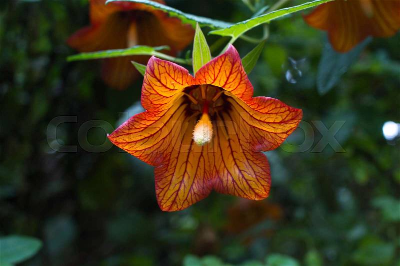 Canarina canariensis orange bell flower. Shadow tolerant plant. Bellflower, stock photo