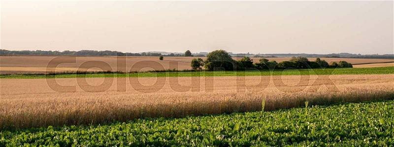 Wheat field and sugar beet in the summer, stock photo