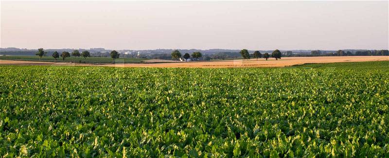 Sugar beet and cereals field in the summer, stock photo