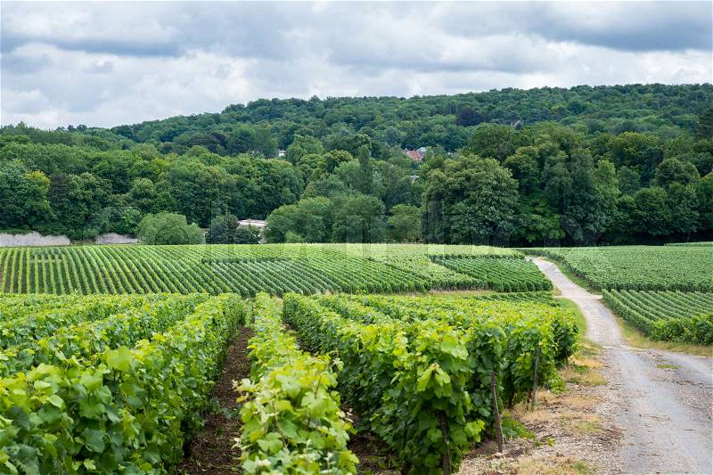 Road on vineyard landscape, Montagne de Reims, France, stock photo