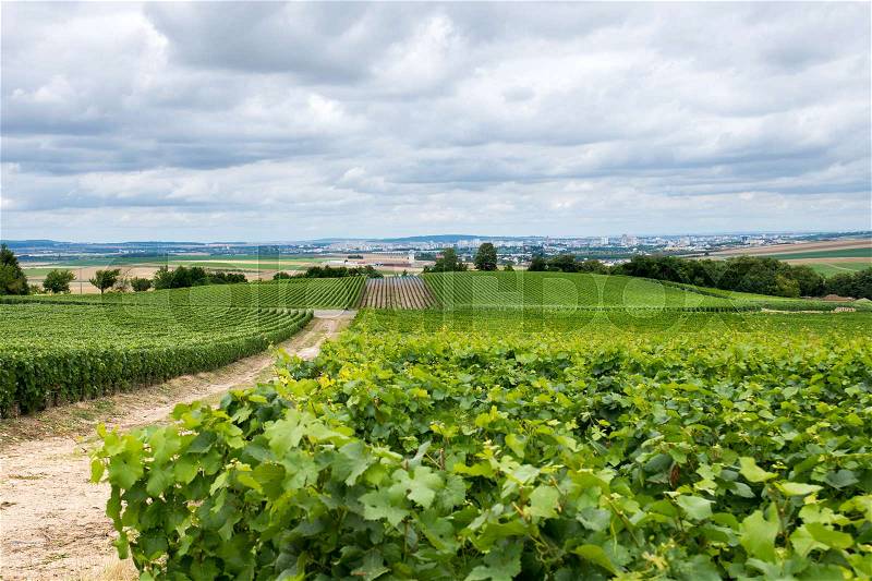 Road on vineyard landscape, Montagne de Reims, France, stock photo