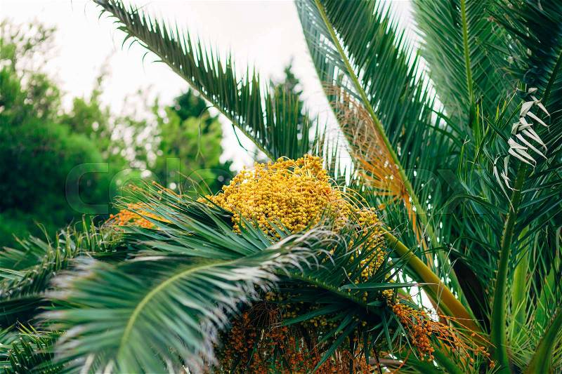 Date palm in Montenegro. Fruit on the palm tree, stock photo