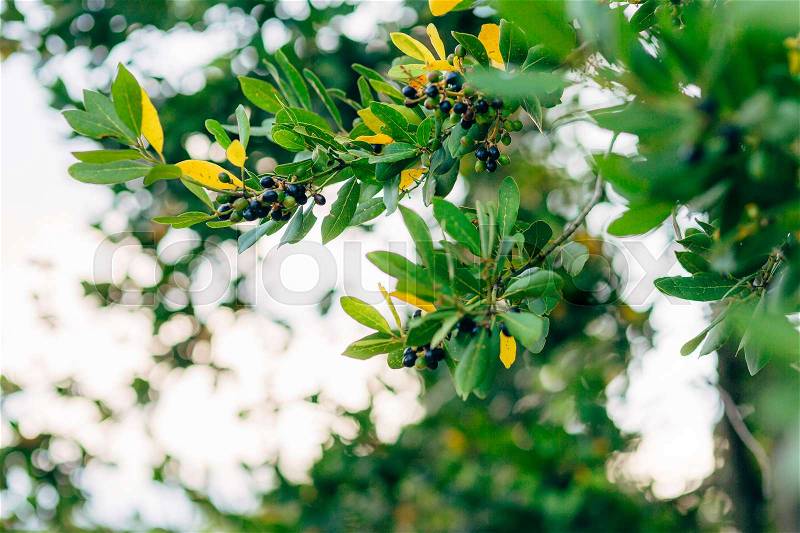 Leaves of laurel and berries on a tree. Laurel leaf in the wild nature of Montenegro, stock photo