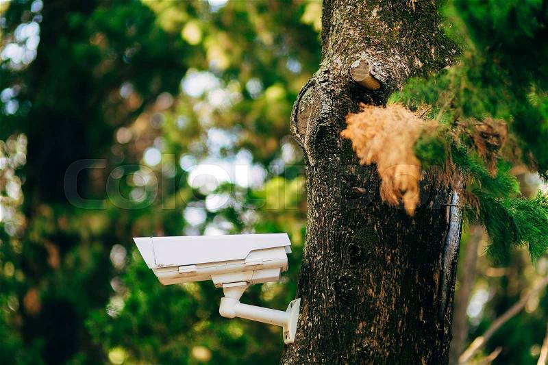 Surveillance camera on the tree. Hidden camera in the forest. Forest safety. Hidden camera, stock photo