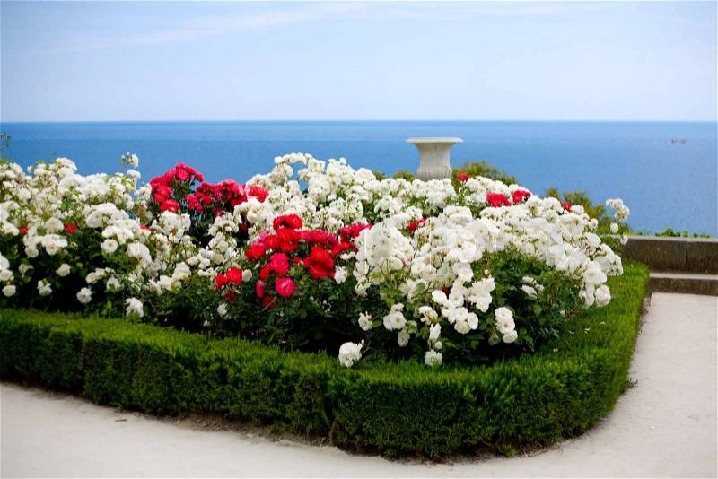 2559062-roses-flowerbed-and-green-bushes-over-sea-landscape