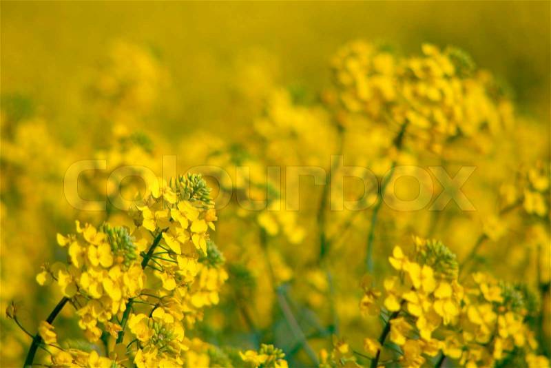 Natural soft background of yellow flowers (rape) Focus in the foreground, stock photo