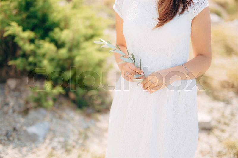 Olive branch in female hands. Hands of the bride. Wedding in Montenegro, stock photo