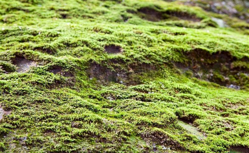 Moss covered large stone close-up ( \