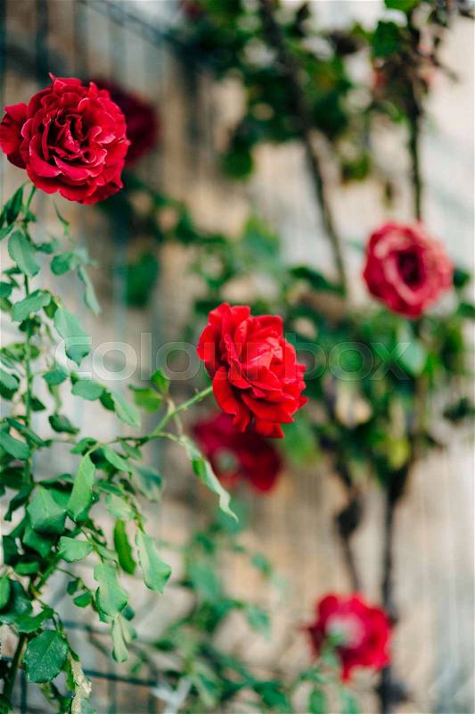 Roses on the street. Pink and red roses grow on the streets of Montenegro, stock photo