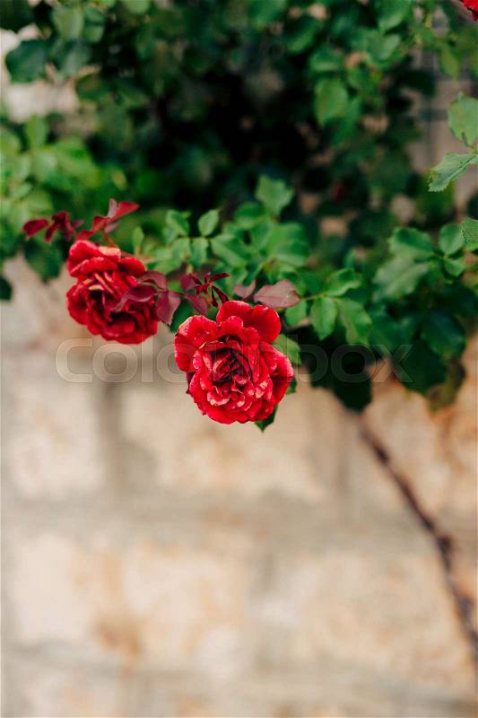 Roses on the street. Pink and red roses grow on the streets of Montenegro, stock photo