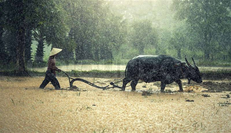 Farmer in The Rain; Farmers grow rice in the rainy season. They were soaked with water and mud to be prepared for planting. wait three months to harvest crops, stock photo