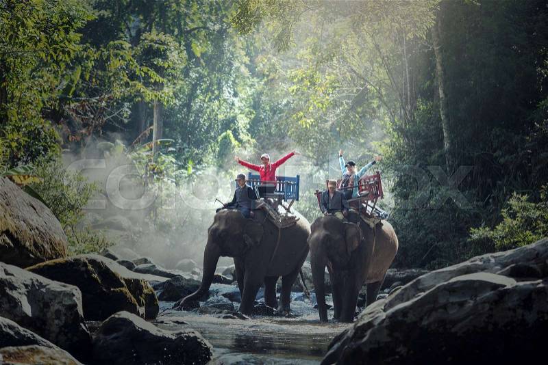 Elephant trekking through jungle in northern Laos, stock photo