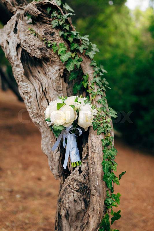 Wedding roses and peonies on olive tree bark. Wedding in Montenegro, stock photo