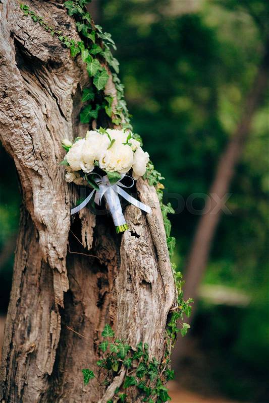 Wedding roses and peonies on olive tree bark. Wedding in Montenegro, stock photo