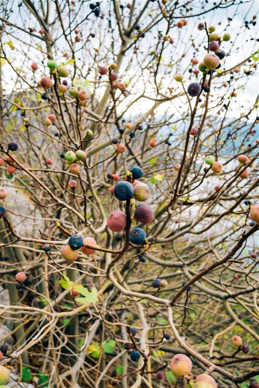 Ripe figs on the tree. Montenegrin fig trees. Wild figs, stock photo