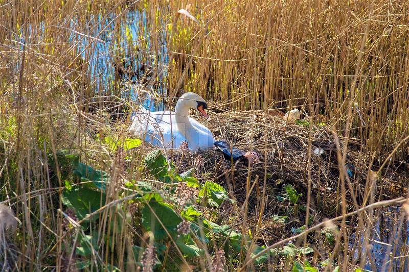 Swan\'s nest among the garbage. The swan\'s mother sits on the nest, next to it lie garbage and garbage bags. Environmental pollution, stock photo