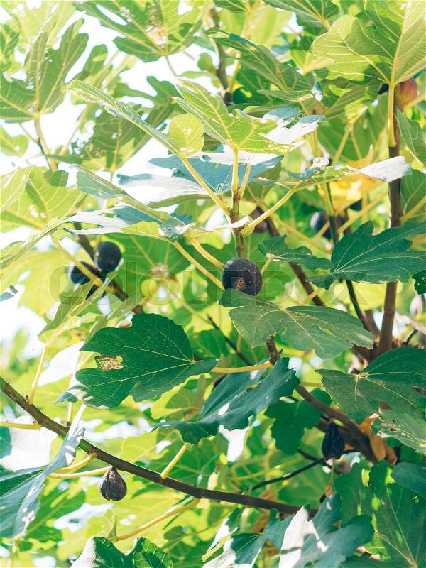 Ripe figs on the tree. Montenegrin fig trees. Wild figs, stock photo