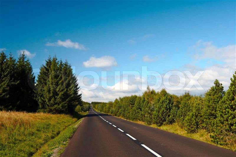 Forest road to nowhere, stock photo