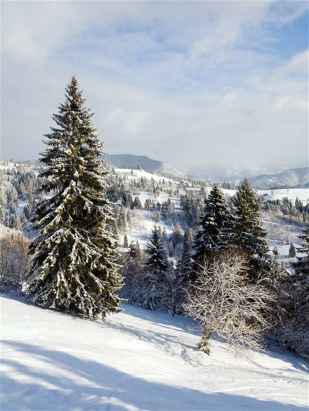 Winter calm mountain landscape with rime and snow covered spruce trees, stock photo