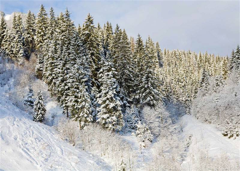Winter calm mountain landscape with snow-covered spruce-trees, stock photo
