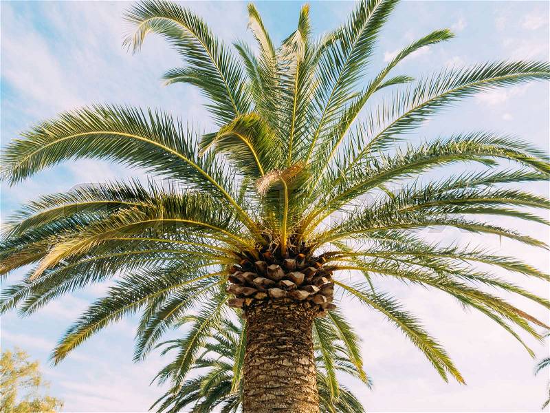 Palm tree. Date tree forest in Montenegro, stock photo