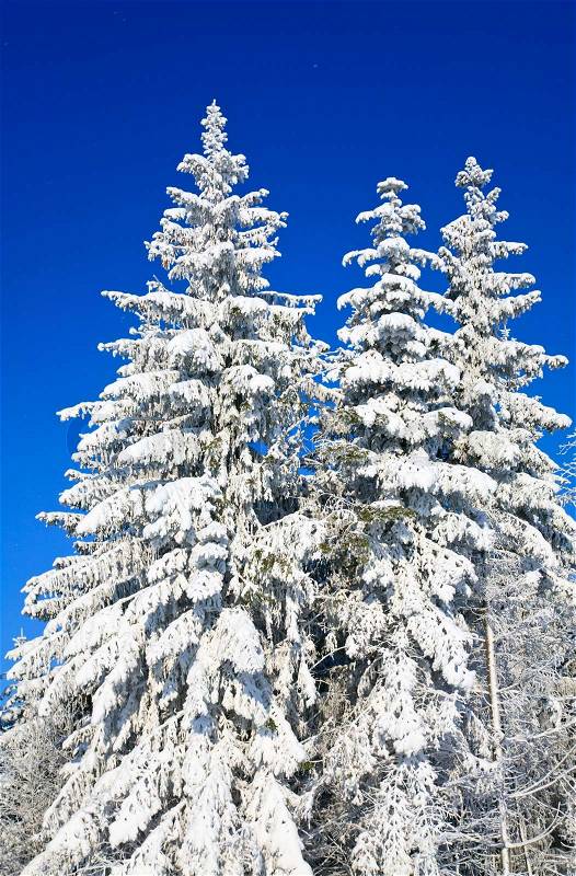 Winter rime and snow covered tree tops on blue sky with some snowfall background, stock photo