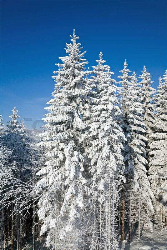 Winter calm mountain landscape with rime and snow covered spruce trees, stock photo