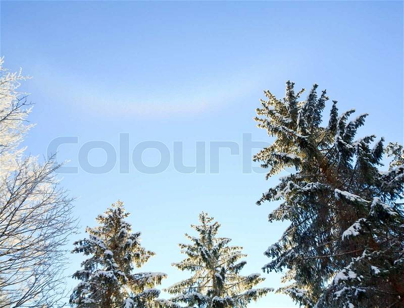 Winter tree tops on blue sky with some snowfall background and rainbow in snow dust, stock photo