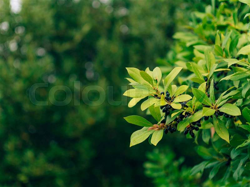 Leaves of laurel and berries on a tree. Laurel leaf in the wild nature of Montenegro, stock photo