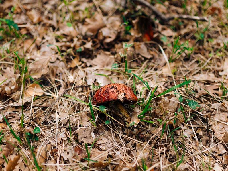 Boletus Mushroom in the woods in the grass, stock photo
