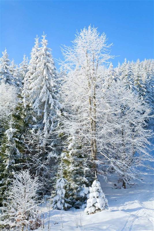 Winter calm mountain landscape with rime and snow covered spruce trees and some snowfall, stock photo