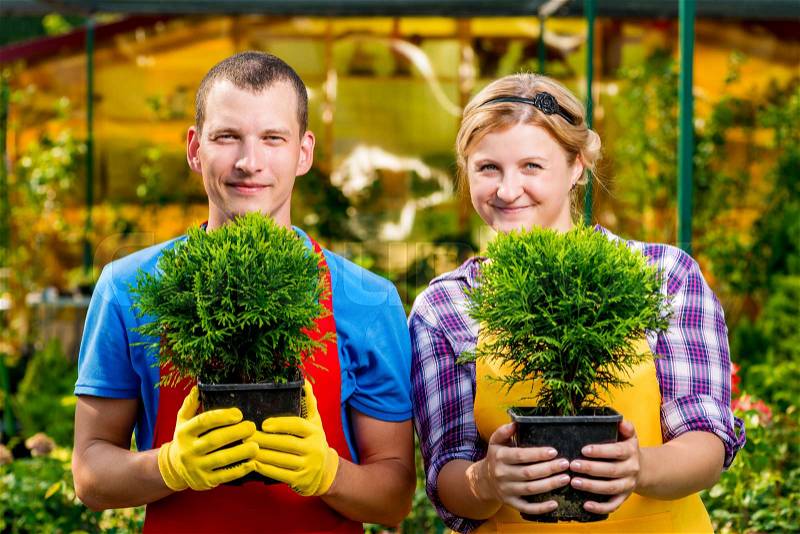Professional gardeners team with seedlings in the greenhouse, stock photo