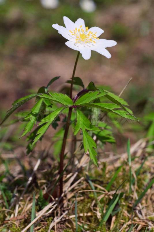 Blossoming anemone plant with, stock photo