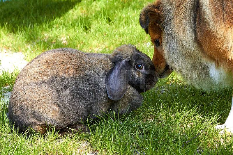 Dog playing with rabbit, stock photo