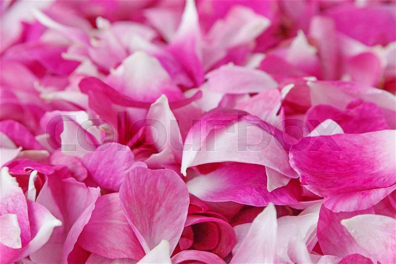 Close up of pink rose petals, stock photo