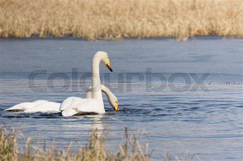 Whooper swans mating in water, stock photo