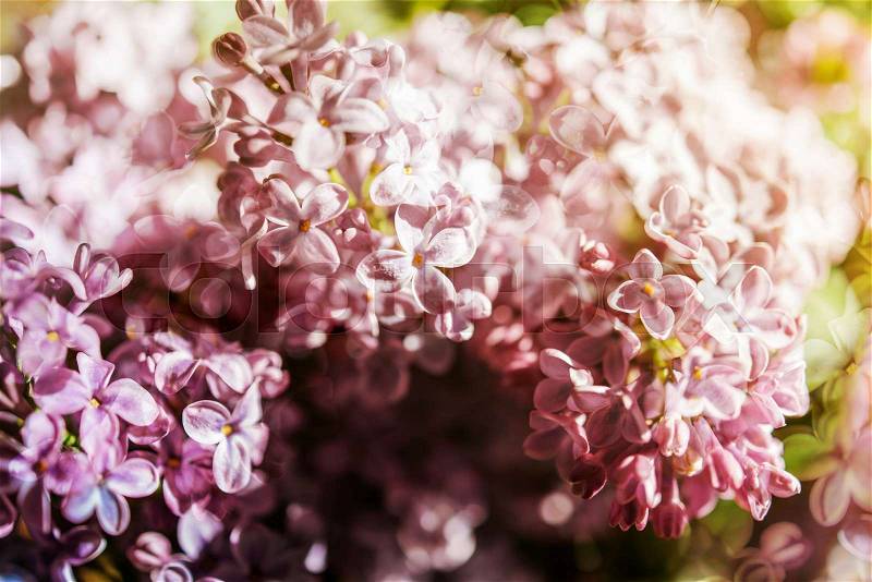 Extreme close-up of fresh Syringa lilac flower touched by sun flare , stock photo