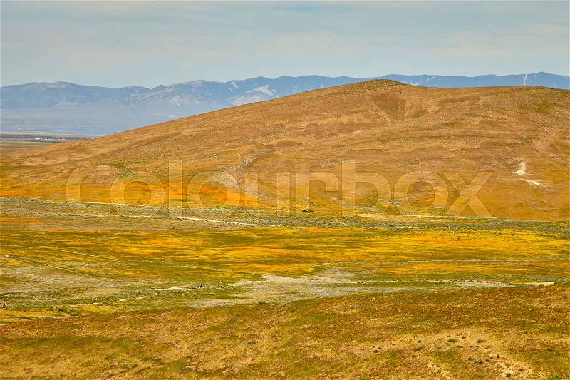 Fields of California Poppy during peak blooming time, Antelope Valley California Poppy Reserve, stock photo