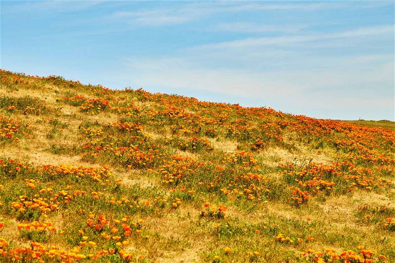 Fields of California Poppy during peak blooming time, Antelope Valley California Poppy Reserve, stock photo