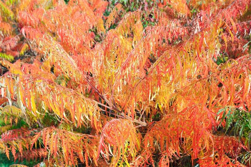 Colorful red-yellow bush in autumn city park (nature background), stock photo