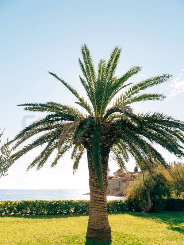 Palm tree. Date tree forest in Montenegro, stock photo