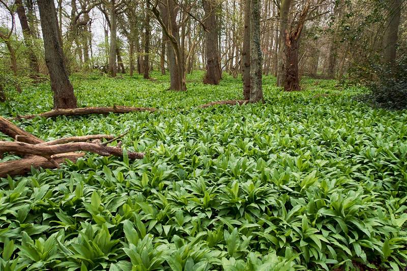 Wild garlic in a Danish forest. Ramsons all over, stock photo