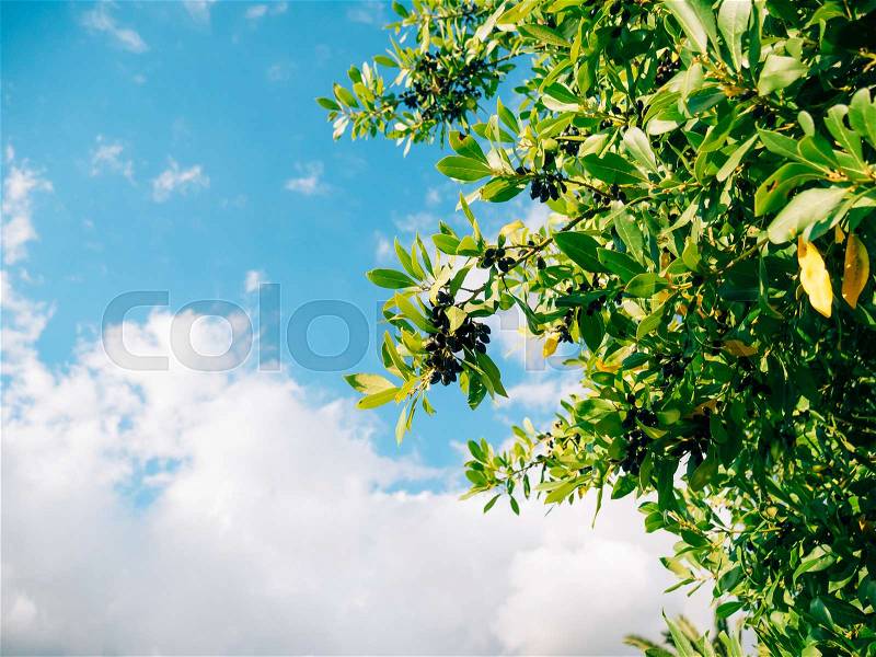 Leaves of laurel and berries on a tree. Laurel leaf in the wild nature of Montenegro. Against the background of the sky, stock photo