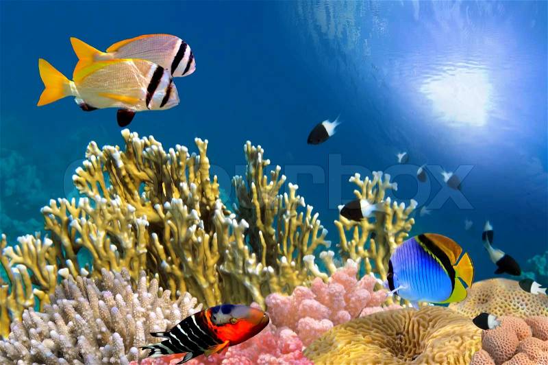 Underwater life of a hard-coral reef, Red Sea, Egypt, stock photo