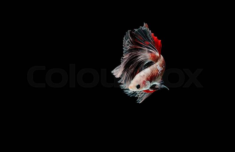 Betta fish, siamese fighting fish, betta splendens isolated on black background , stock photo