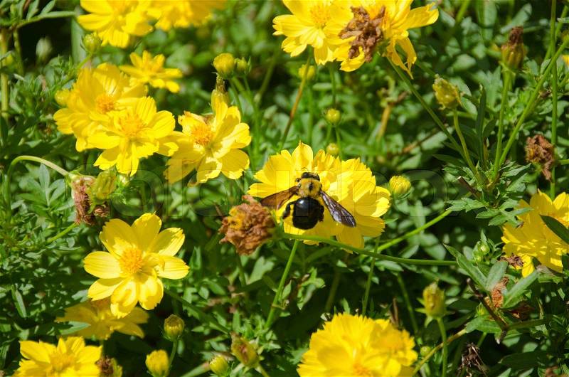 Japanese carpenter bee, Xylocopa (Alloxylocopa) appendiculata circumvolans on a yellow cosmos flower, stock photo