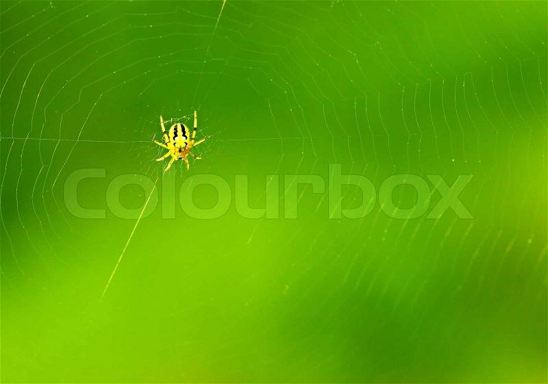Spiderweb, green cobweb background pattern, selective focus, extreme closeup on nature, stock photo