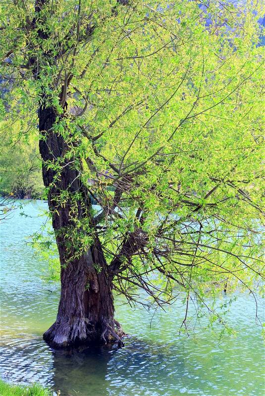 Beautiful lake and spring tree in water, stock photo