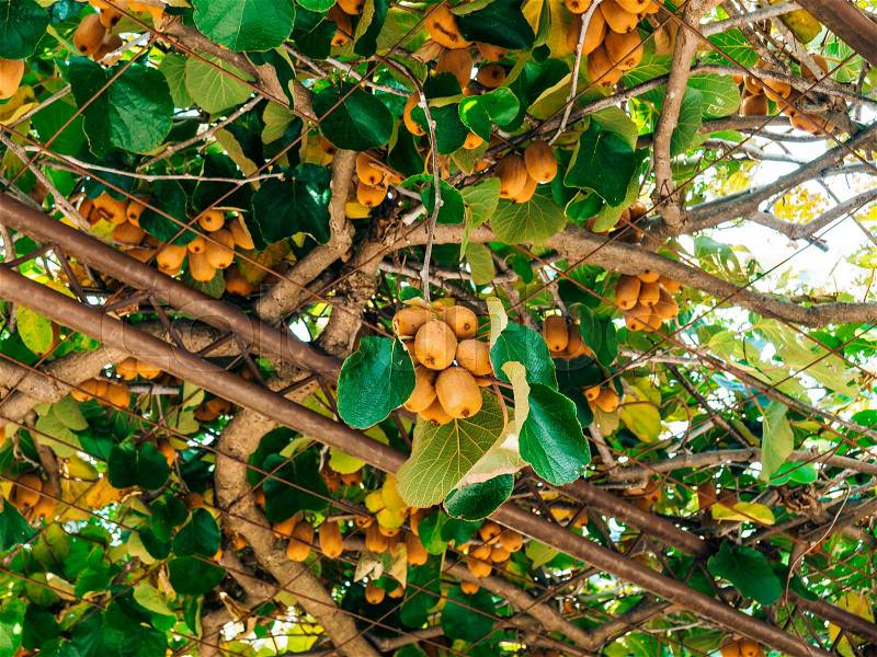 The kiwifruit on a tree. Liana tree kiwi hover on the grape arbor. Nearly ripe fruit in Montenegro, stock photo