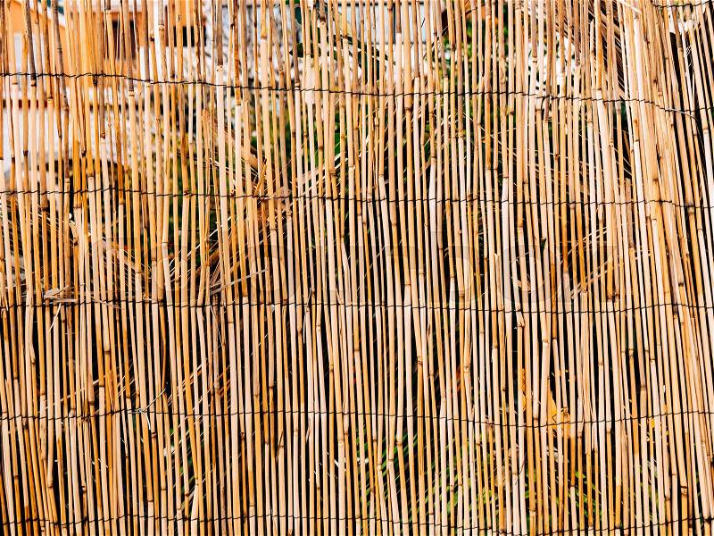 Texture of bamboo. Thin sticks. Dry bamboo. A fence made of bamboo, stock photo